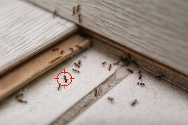 Best Bed Bug Extermination  in Poplar Cotton Center, CA